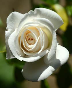 Iceberg Rose - one of the essences in the Opne to Receive Essence Iceberg Rose flower