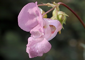 Impatiens Flower