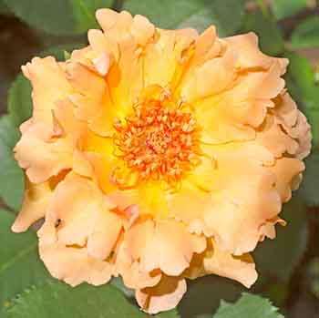 The Just Joey Rose Just Joey Rose Flower