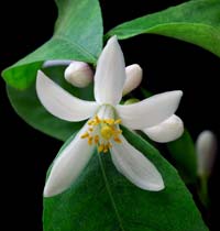the beautiful Lemon flower Lemon Flower
