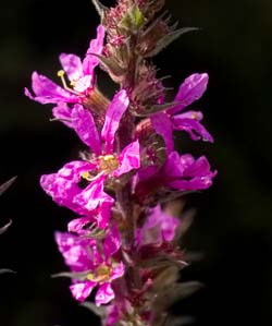 Loosestrife flowers