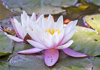A beautiful Lotus flower in nature