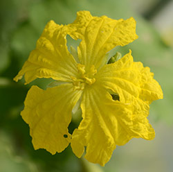 Luffa Flowers