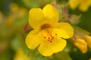 Mimulus Flower