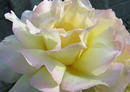 Peace Rose Flower