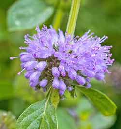 Pennyroyal Flower on a stem with leafs and a green background