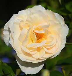 Perdita Rose Flower