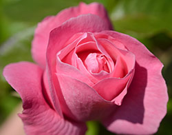 Pink Rose Pink Rose