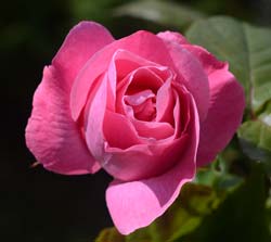 Pink Rose - Queen Elizabeth