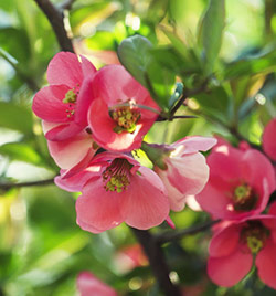 Pomegranate Flower