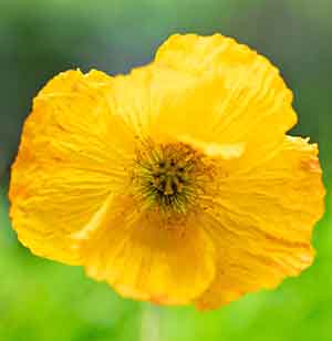 Yellow Poppy flower