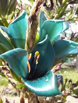 Puya Flower - close up of the flower