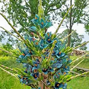 The Puya Plant