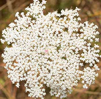 Dandelion Flower