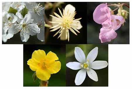 Revival Remedy flowers - Cherry Plum, Clematis, Impatiens, Rock Rose & Star of Bethlehem Revival Remedy flowers - Cherry Plum, Clematis, Impatiens, Rock Rose & Star of Bethlehem