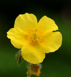Rock Rose Flower - Bach Flowers