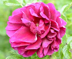 Rosa De La Hay Flower