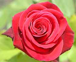 Rosa Deep Secret Flower