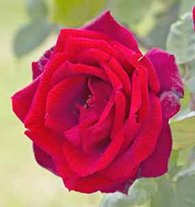 Ruby Red Rose Flower - close up of the flower showing red petals