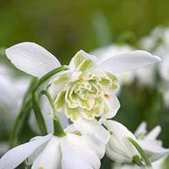 Snowdrop flowers