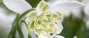 Snowdrop Flowers