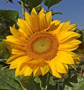 Sunflower Essence - Masculine Balance, Leadership & Intuition | Flower ...