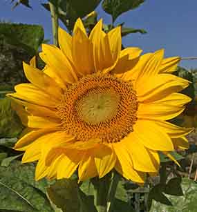 The beautiful Sunflower head Sunflower head
