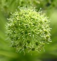 Angelica Flower