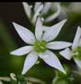 Garlic Flowers