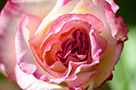 Handel Rose Flower