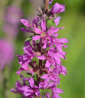 Loosestrife Flower