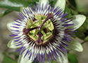 Passion Flower