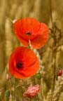 Poppy Flower