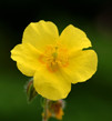 Rock Rose Flower