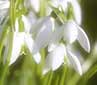 Snowdrop Flower Essence