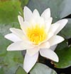 Water Lily