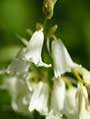 White Bluebell Flowers