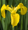 Wild Iris Flower