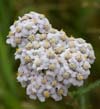 Yarrow Flower Essence