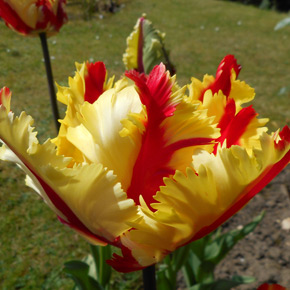 The Flaming Parrot Tulip flower