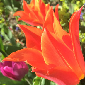 Tulip - Red