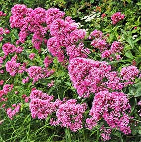 A picture of a patch of Valerian flowers 