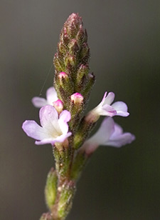 Vervain flowers