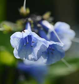 Virginia Bluebells Flower