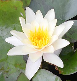 Water Lily Flower