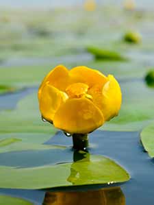 Water Lily Yellow