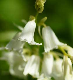 White Bluebell Flowers