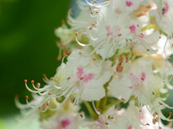 White Chestnut Flowers in bloom on a tree