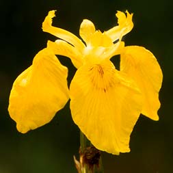 Wild Iris Flower