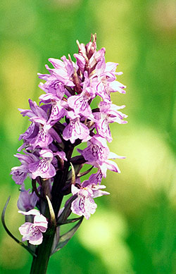 Wild Orchid Flower